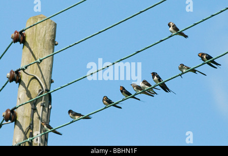 Migrationshintergrund Swallows Hirundo Rustica auf Drähte im Dorf North Norfolk September Stockfoto