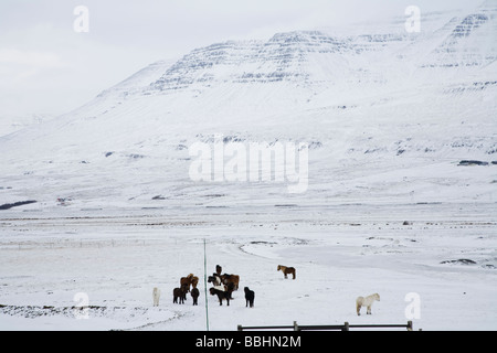 Pferde grasen während Winter Skagafjördur Island Stockfoto