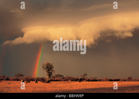 EIN REGENBOGEN DURCHBRICHT NACH EINEM HEFTIGEN STURM IN DER BUSHVELD Stockfoto