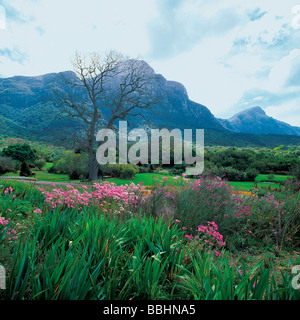 NACH DIE WINTERREGEN DIE ERDE GETRÄNKT HABEN VERWANDELT EIN WUNDER DER NATUR DIE LANDSCHAFT IN EIN FLORAL-WUNDERLAND Stockfoto