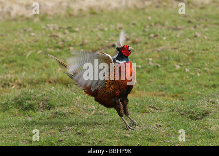 Fasan Phasianus Colchicus männlichen stehen auf einer Wiese mit den Flügeln schlägt und mit der Aufforderung Stockfoto