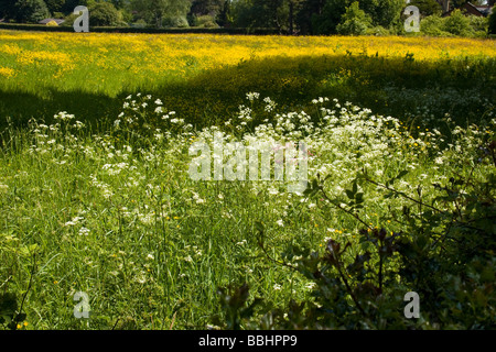 Wildblumenwiese in Kent England Stockfoto