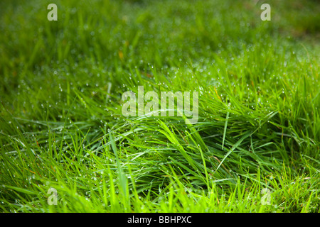 Üppigen grünen Naturrasen mit Hervorhebung der Blattspitzen Morgentau Stockfoto