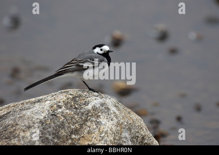 Trauerschnäpper Bachstelze Motacilla Alba Yarrellii sitzt auf einem Felsen an der Seite ein Loch im Profil Stockfoto