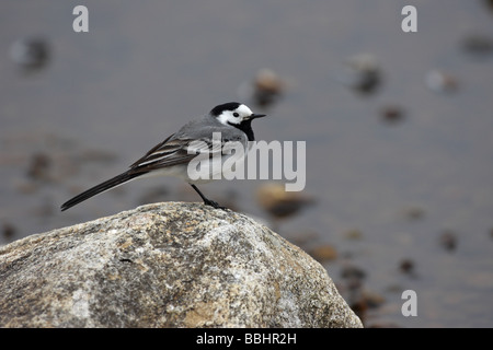 Trauerschnäpper Bachstelze Motacilla Alba Yarrellii sitzt auf einem Felsen an der Seite ein Loch im Profil Stockfoto