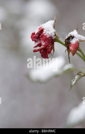 Chaenomeles an einem kalten verschneiten Tag im winter Stockfoto