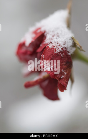 Chaenomeles an einem kalten verschneiten Tag im winter Stockfoto