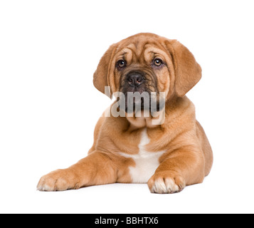 De Bordeaux Dogge Welpen 2 Monate vor einem weißen Hintergrund Stockfoto