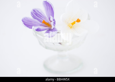 ZWEI KROKUSSE IN EINE GLASSCHALE AUF WEIßEM HINTERGRUND Stockfoto