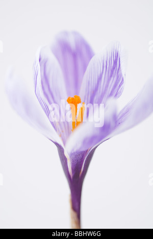 CROCUS VERNUS PICKWICK Stockfoto