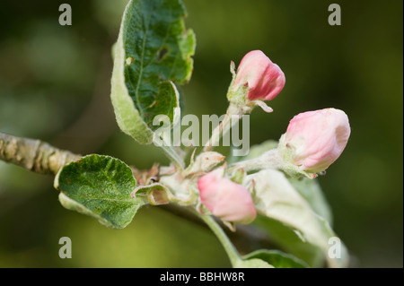 Apfel-Blume Stockfoto