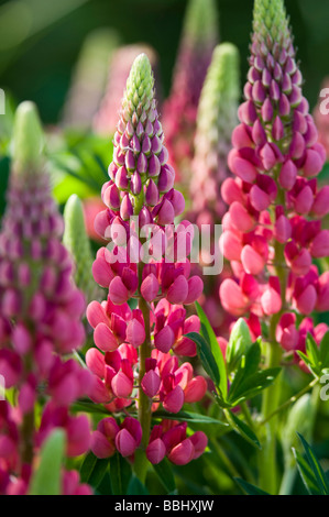 Garten-Lupine (Lupinus Polyphyllus) Stockfoto