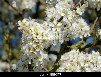 Blüten der Schlehe oder Schlehe Prunus Spinosa Stockfoto