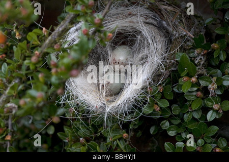 Beschädigte Buchfinken Nest und Ei Stockfoto