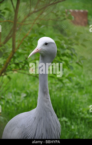 Blue Crane, Anthropoides Paradisea, seltene Stockfoto