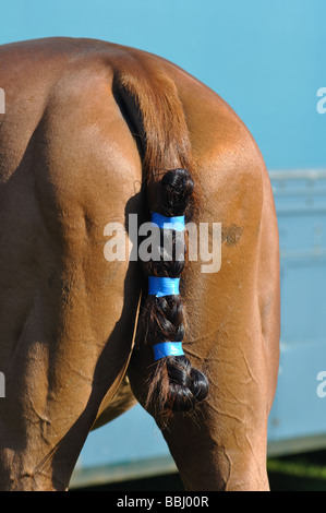 Geflochtene und mit Klebeband Schweif eines Polo-Ponys Stockfoto