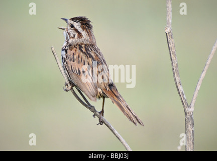 Ein Song-Sparrow (Melospiza melodia) sitzt auf einem trockenen Zweig und singt mit offenem Schnabel vor einem weichen grünen, unscharfen Hintergrund. Stockfoto