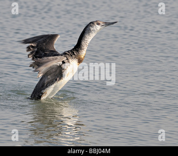 Great Northern Diver (Gavia immer) in nicht-brütendem Gefieder, die Flügel auf der Wasseroberfläche ausdehnen, in mittlerer Bewegung bei hellem Tageslicht erfasst. Stockfoto