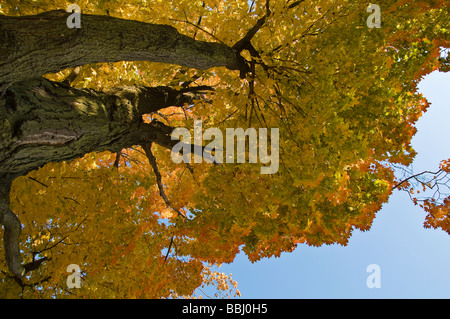 Ahornbaum Herbst Farbe in Oakville Ontario Kanada Stockfoto