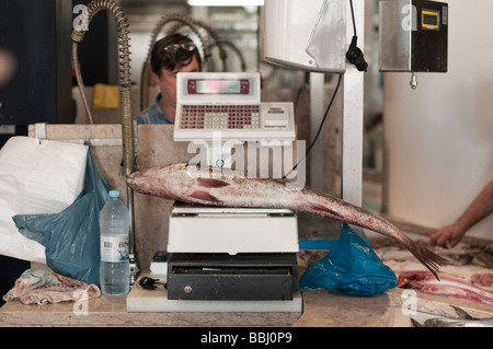 Ganze Fische Gewicht auf Waage auf dem Fischmarkt Lagos Algarve Portugal Stockfoto