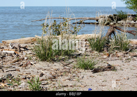 Verschmutzt einen Strand am Lake Erie von oben aus der Sicht von oben niemand in Ohio USA, USA, horizontale Hi-res Stockfoto