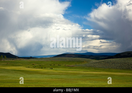 Frühling-Ansicht südöstlich von Ranchland in Richtung Sawatch Range der Berge und clearing-stürmische Himmel zwischen Gunni Stockfoto