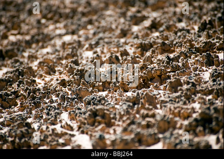 Cryptobiotic Boden in Canyonlands National Park, UT. Stockfoto