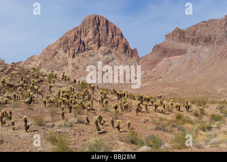 Grove von Joshua Bäume entlang der alten Route 66 in der Nähe von Oatman nordwestlichen Arizona Stockfoto