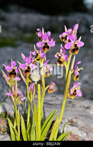 Rosa Biene Orchidee Ophrys Apifera wachsen wild in den Bergen der Sierra de Chiminea Andalusien Südspanien Stockfoto