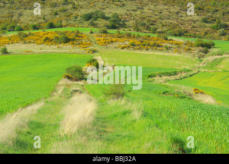 Feld Und Ginster Feld und Besen 02 Stockfoto