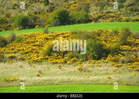 Feld Und Ginster Feld und Besen 03 Stockfoto