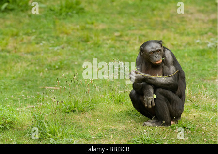 Bonobo Pan paniscus Stockfoto