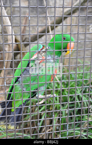 Grüne Männchen Edelpapagei, Eclectus Roratus in Gefangenschaft Stockfoto