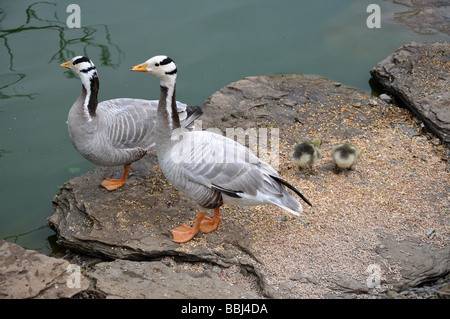 Unter der Leitung von Bar Gänse Anser Indicus mit Küken Stockfoto