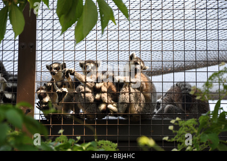 Madagassische Ring tailed Lemuren im Käfig Stockfoto