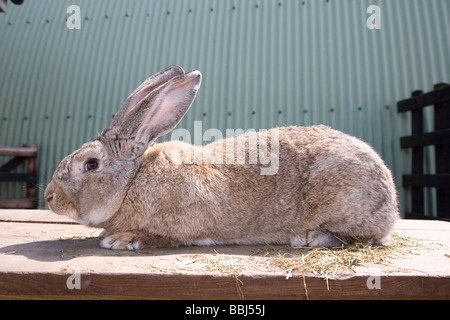 Kontinentale Riesenkaninchen Stockfoto