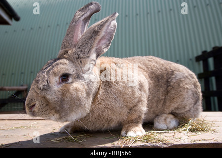 Kontinentale Riesenkaninchen Stockfoto