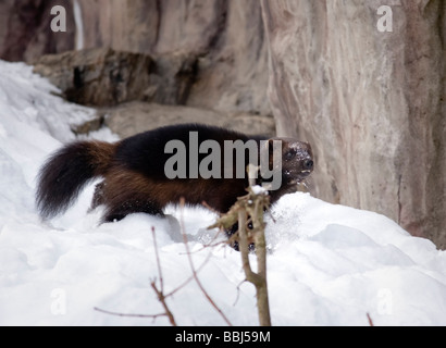 Vielfraß (Gulo Gulo) Stockfoto