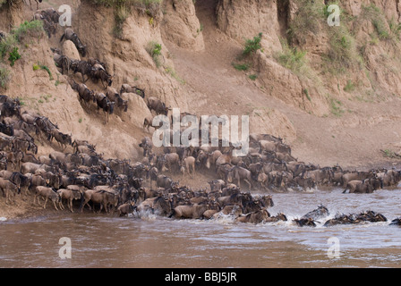 Migration von der blaue Gnus durchqueren Mara Fluss Connochaetes Taurinus Albojubatus Masai Mara NATIONAL RESERVE Kenia Afrika Stockfoto