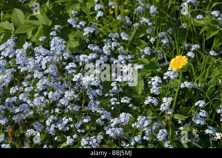 Forget-me-not, Äkta förgätmigej (Myosotis scorpioides) Stockfoto