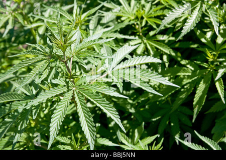 Cannabis Sativa wachsen wild im indischen Himalaya, Kullu, Indien Stockfoto