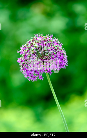 Lila Allium Blüten auch als holländischer Knoblauch bekannt (Allium aflatunense) Stockfoto