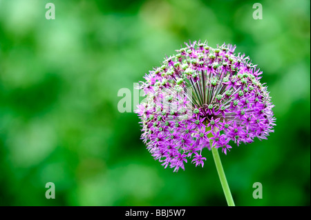 Lila Allium Blüten auch als holländischer Knoblauch bekannt (Allium aflatunense) Stockfoto