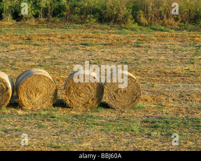 drei Strohballen im Feld in Bauernhof in Landschaft Stockfoto