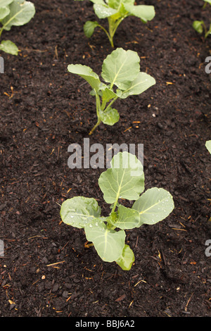 Kohl junge Kohl Pflanzen wachsen in einem Gemüsegarten Stockfoto