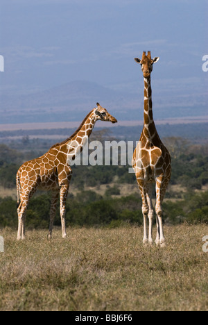 Netzartige Giraffe Giraffa Plancius Reticulata Laikipia Sweetwaters Privat RESERVE Kenia in Ostafrika Stockfoto