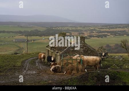 dh Scottish Highlands Schottland LATHERONWHEEL AREA CAITHNESS Vieh Schutz durch ruinierte verfallene Farm Croft Viehzucht Winter Stockfoto