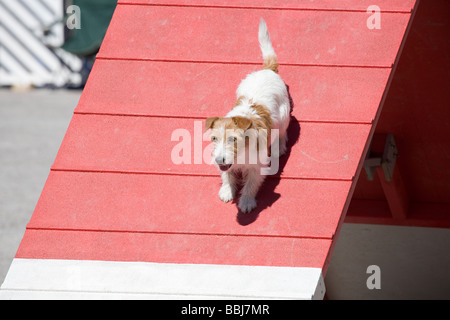 Hund-Agility-Wettbewerb Stockfoto
