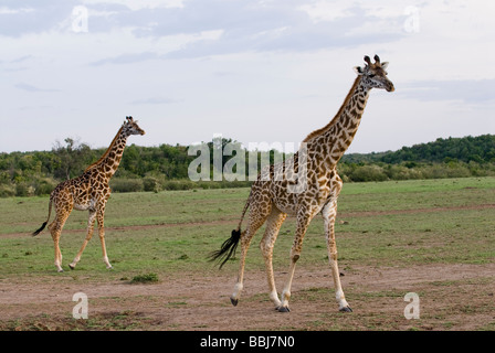 Masai Giraffen Giraffe Giraffa Tippelskirchi Masai Mara Kenia in Ostafrika Stockfoto