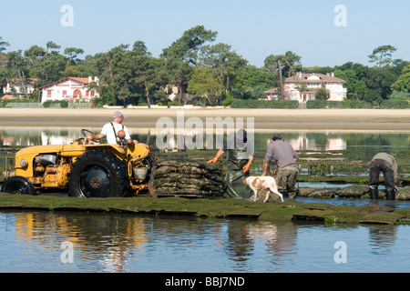 Austernzüchter arbeiten, in Hossegor (Landes - Frankreich). Ostréiculteurs au Travail À Hossegor (Landes - Frankreich). Stockfoto